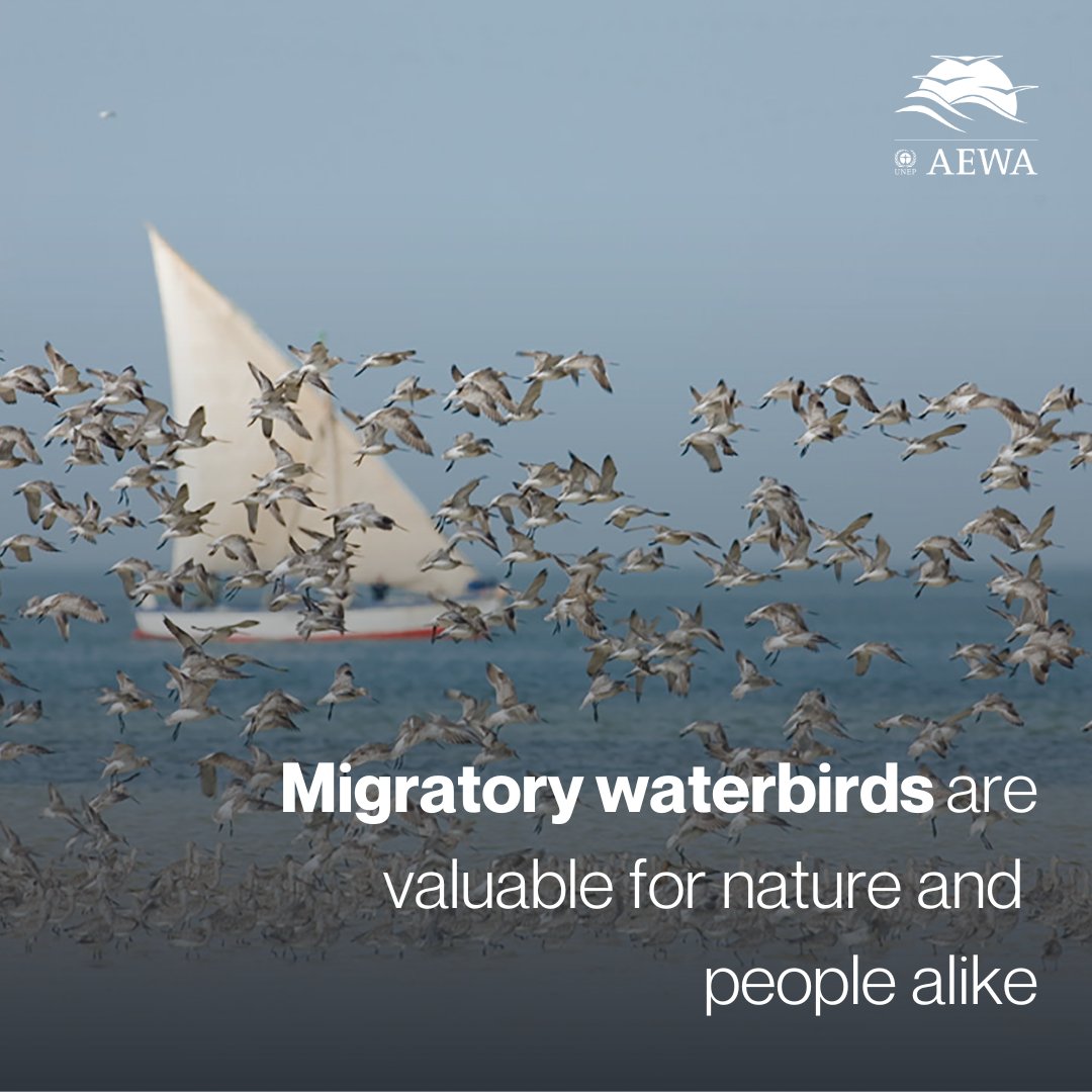 Migratory waterbirds are valuable for nature and people alike.

🏞️ In their many forms they have tremendous environmental and ecological value and they provide economic, social and cultural benefits to millions of people living along their flyways.

#WetlandsForOurCommonFuture