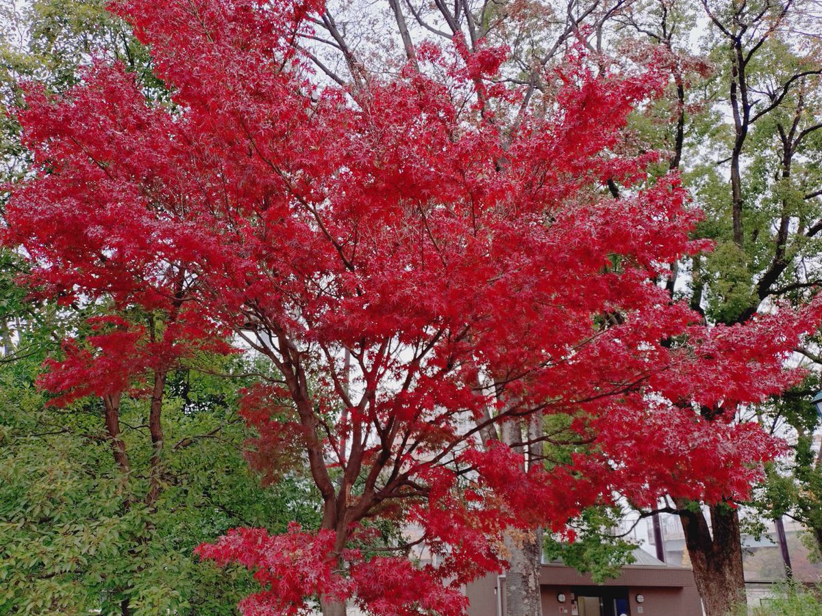 宮本果林 (@karinmiyamoto) / Posts / X