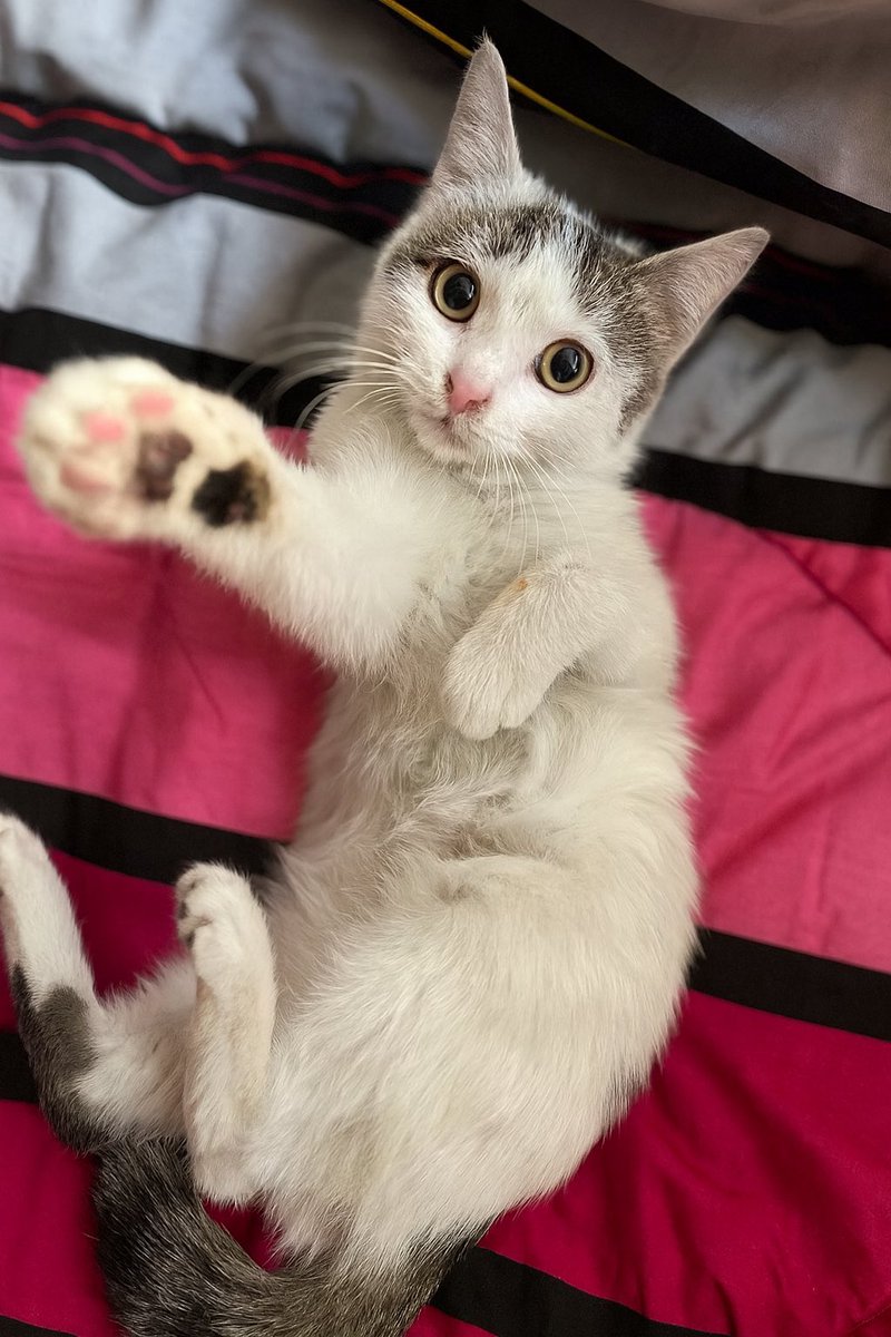 بقچه خانوم فقط تا فردا پانسیونه💔
خیلی مهربون و آروم و بغلیه این بچه😭
این بچه مثل پنبه نرم و زیباست☁️♥️
فقط پنج ماهشه و تهرانه
وقتش خیلی کمه میشه کمک کنین خوشبخت بشه؟🥲♥️