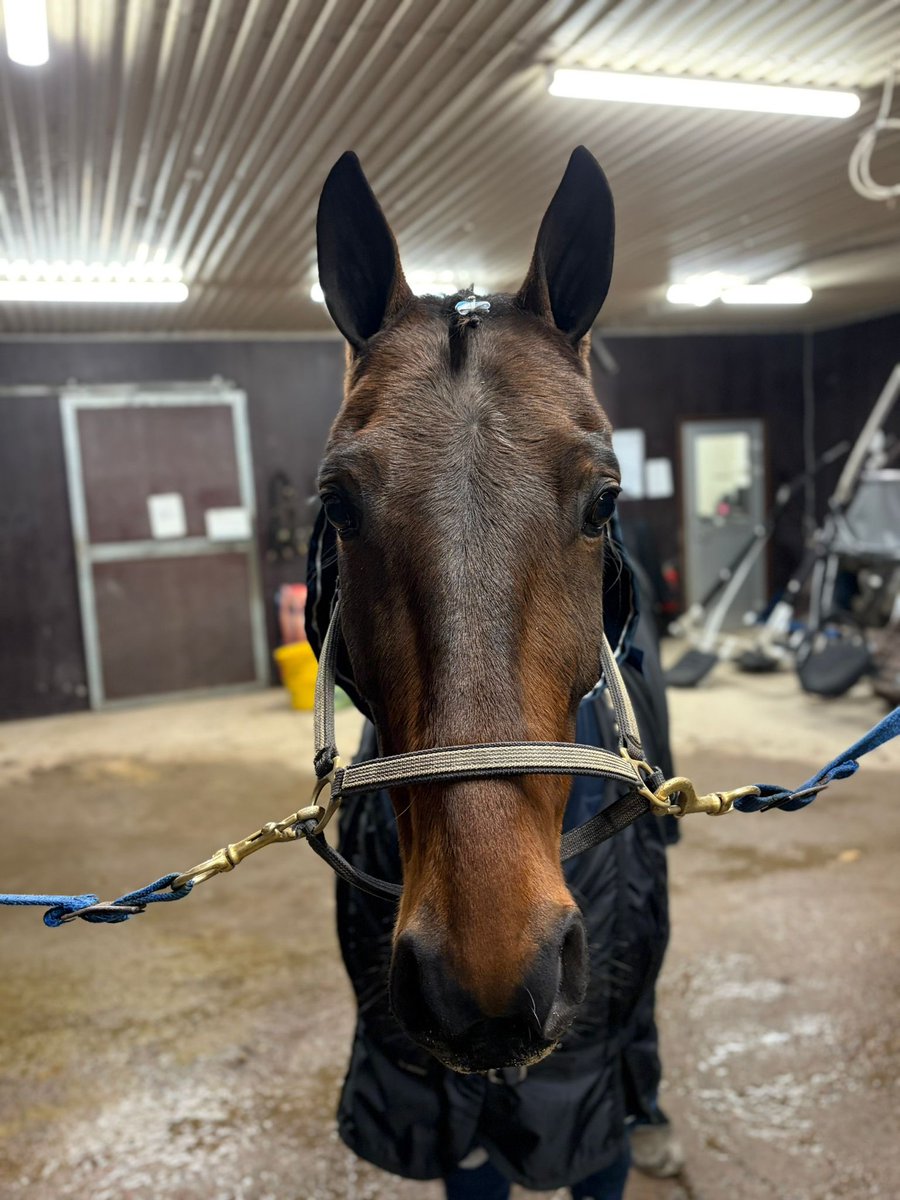Regidebut för Stenson ikväll🥰🤝🐴