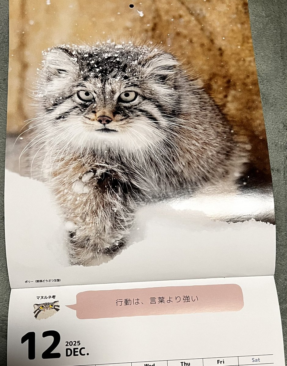 12月はポリーちゃんだ #マヌルネコ