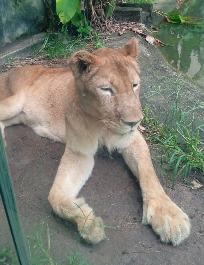 republiqueBRA's tweet photo. 🐅 ⛓️ Léo Lins ironiza o jovem que invadiu a jaula de uma leoa em parque de João Pessoa (PB): “Moral do dia: o brasileiro tem que matar um leão por dia pra sobreviver… às vezes o leão ganha.” https://t.co/CFbC99MlFB