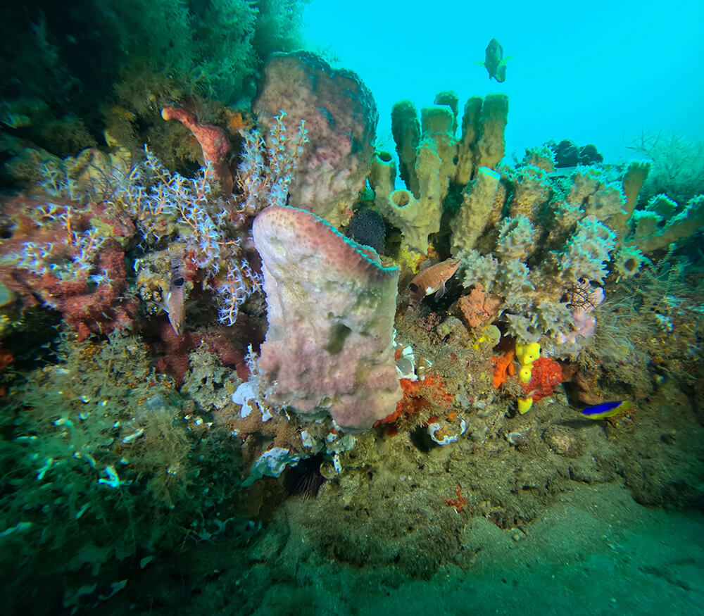 NOAACoral's tweet photo. Have you visited @noaaocean’s #CoralsWeek landing page yet? Corals exist in numerous locations around the United States, including the southeast coast and in the deep sea of the Gulf of America.
https://t.co/YMEBuBwTWS

#CoralsWeek 
@sanctuaries

Photo: Lexi Ferguson/NOAA https://t.co/cudNtSlNLK