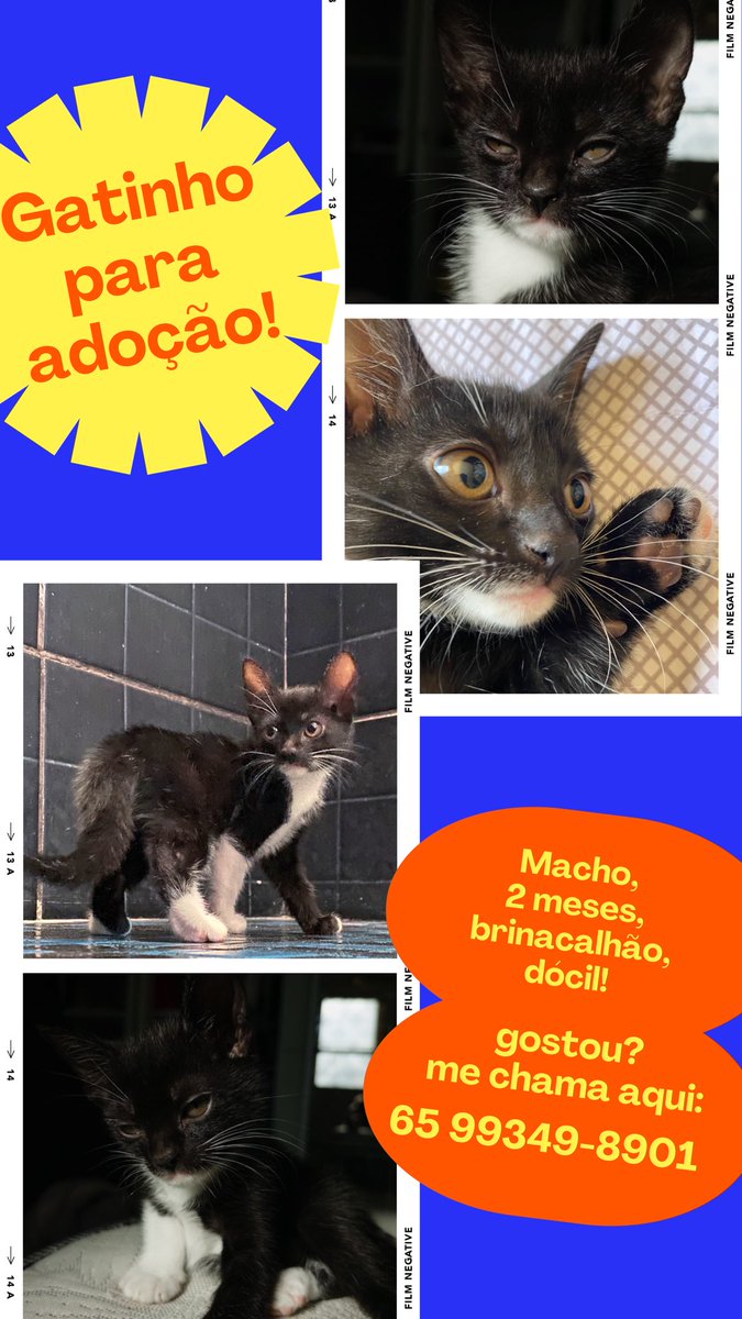oi amigos de cuiabá, me ajudem a divulgar: 

Bom dia pessoal! Minha gata teve filhotinhos esse ano e esse pequenino aqui é o unico que ainda não encontrou uma família pra comemorar o natal. Ele é muito carinhoso e companheiro, se alguém se interessar manda mensagem!