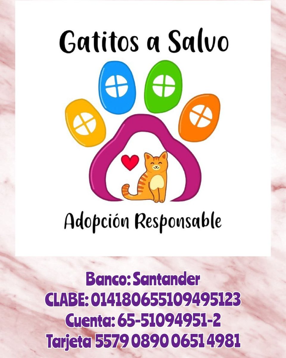 gatitosasalvo's tweet photo. Querida #FAMILIAFELINA, el caso de #Sabrina, se nos está saliendo de las manos y por ende, del bolsillo😭😭😭😭

Sabrina ya fue esterilizada y se le hizo su profilaxis. Ahora también está siendo tratada de Giardia (parásitos intestinales) por que el día de la cirugía le salió un gusano de su colita. 

Entonces, ya está totalmente falta de colmillos. Por ello, es que debe comer comida húmeda. Recuerden que se está atendiendo en @provekan y ya le había puesto el presupuesto solo de los gastos hasta ese momento. Sin embargo, falta agregar los desparasitantes y suplementos que se le están dando (como aceites omegas, taurina, vitaminas, antibióticos, etc). Todo ello tiene un costo con el que no estamos pudiendo porque han apoyado muy poquitos. Llevamos $5,520.00 pesos. A eso, hay que aunarle la compra de sobres y comida especial para ella. Por lo menos 5 sobres al día. 

Me tomé el atrevimiento de hacerle un list de Amazon, para que si en sus manos está, nos manden el alimento y si pueden, cooperen económicamente. Quizá les sorprenda los productos que hay ahí peeeeero, recuerden que además de que no podemos darle alimentación chatarra, nosotros siempre promovemos la sana alimentación. Máxime en una gatita tan maltratada como ella. 

https://t.co/1g0wwnNslO