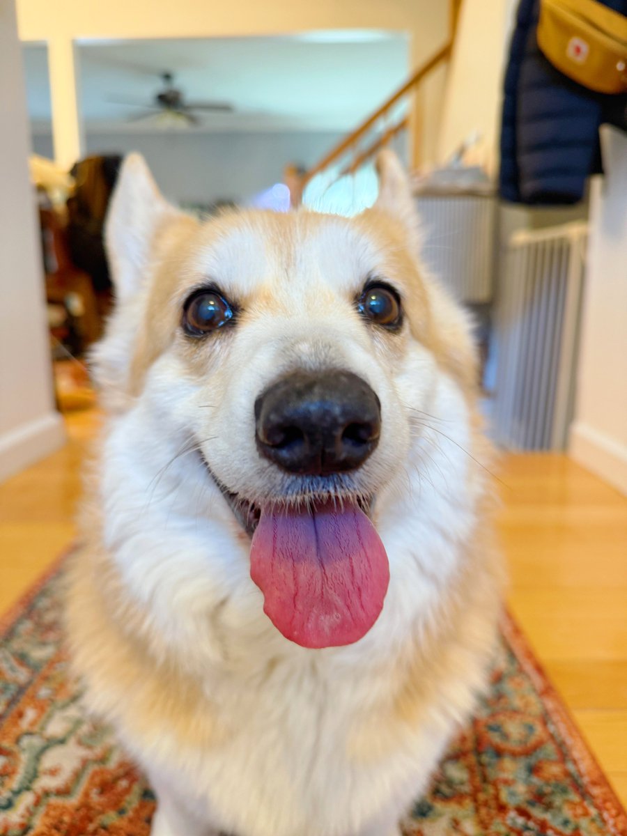 LiloTheCorgi's tweet image. Happy Tongue Out Tuesday! I hope your week is starting off well. Every week is better when you see a dog. Remember to take (silly) breaks and give a boop for some good luck ❤️ #corgi #corgicrew #tongueouttuesday