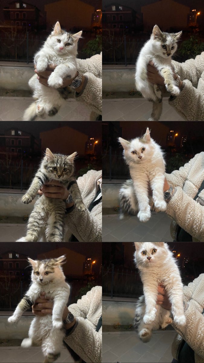 5 tane 2.5 aylık yavru kediye bahçemizde bakıyoruz arkadaşlar sahiplenmek isteyenler lütfen iletişime geçin önümüz kış bu yavrulara yuva bulalım Ankara'da isteyen gelip bakabilir istediğini seçebilir