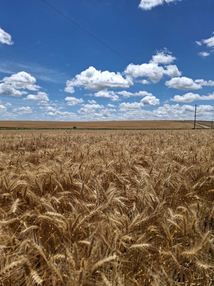 Trigo Batacazo en la recta final , muy bueno !! #agro #farm #trigo #Campo