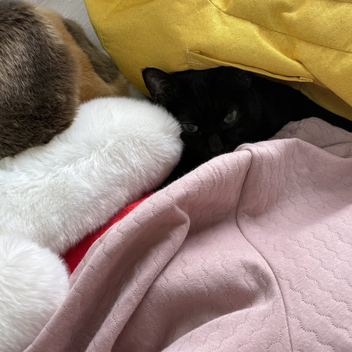 かおりんページ ヨーゼフと 猫用ソファ🛋の隙間に潜り込む おーちゃん🐈‍⬛ 残業と実家