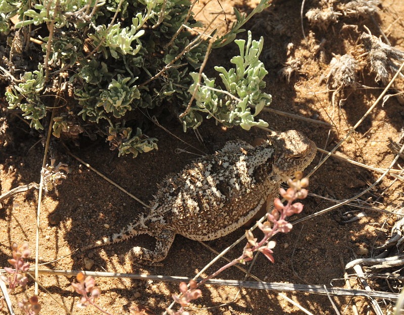 Temperate Grasslands including Canada’s prairies are the least protected ecosystems in the world. As our grasslands continue to be lost, protecting this ecosystem is one of the best things that we can do for species such as Short-horned Lizards.

FlickrCreativeCommons/ USFWS M-P
