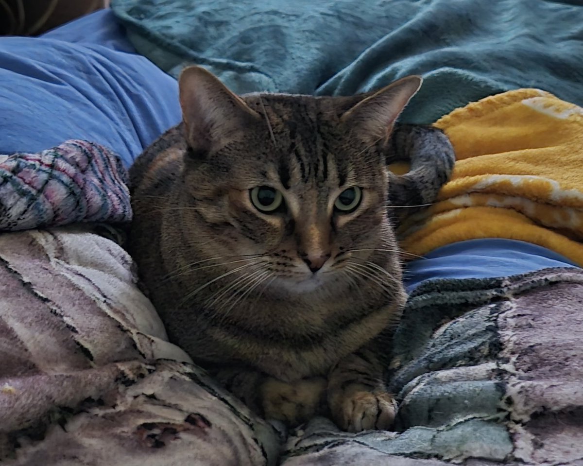 Bon dimarts!!!!🌞☕️🌞🥰
Jo aqui amb la Cloe, descansant