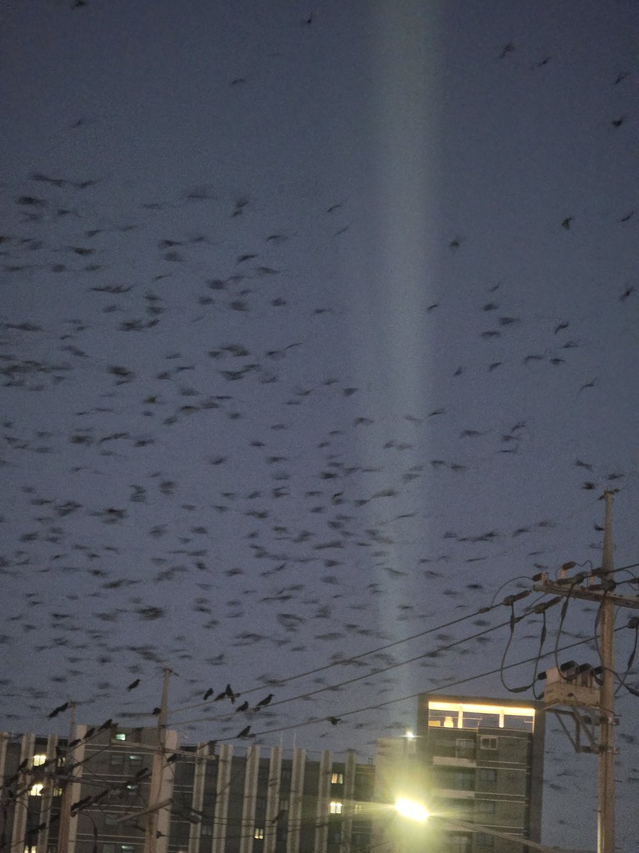 Can_ta_ta_'s tweet image. 화성 병점 ~ 수원 곡반정동 근처에서 엄청 많이 보이는데 진짜 무서움