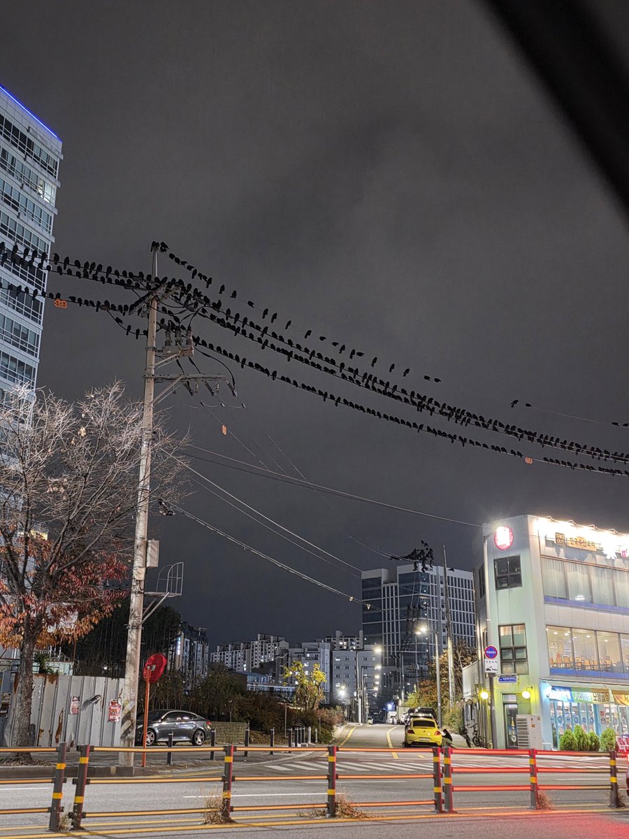 Can_ta_ta_'s tweet image. 화성 병점 ~ 수원 곡반정동 근처에서 엄청 많이 보이는데 진짜 무서움