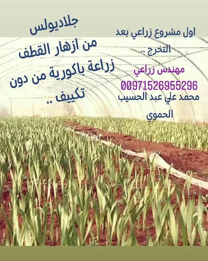 محمد علي الحموي (@ali_hamoui) on Twitter photo 