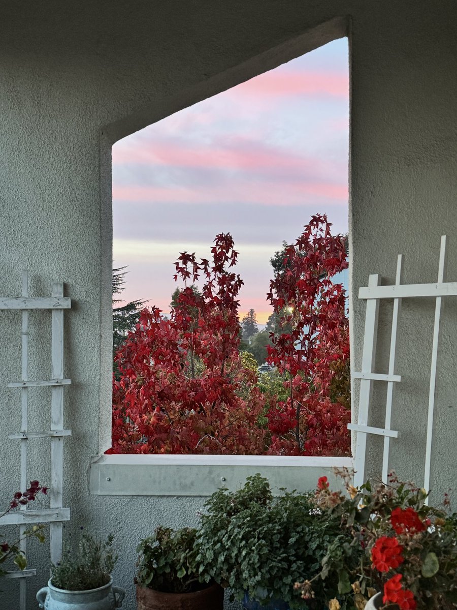 HarriganCath's tweet image. A shot of my balcony window this morning. 
The 🍁s will be falling soon. The bougainvilleas are not happy with the cold I think. The lavender does not realize it&apos;s not summer while the geraniums are ok w/everything.

#AlphabetChallenge  
#WeekWforWindows  #ThePhotoHour