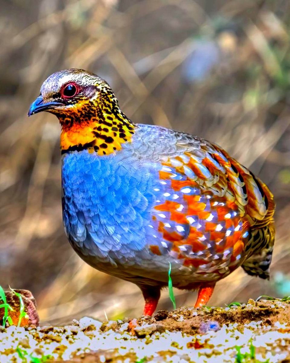 Rufous Throated Partridge.
