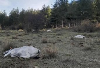 f_philippot's tweet image. PÉTITION NATIONALE contre l’abattage massif du cheptel français à la demande de l’UE : les-patriotes.fr/non-a-labattag… 🇫🇷

L’heure de tous nous LEVER !

Signons, relayons, soutenons nos paysans en lutte partout en France !
