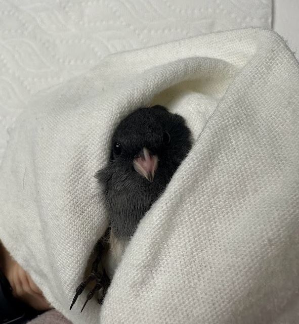 Wildlife Center of Salt Lake tweet media