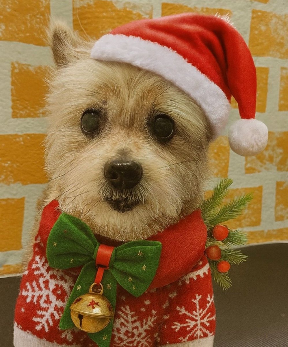 HA COMENZADO LA NAVIDAD DECIDLE HOLA AL PEPE NAVIDEÑO DE 2025