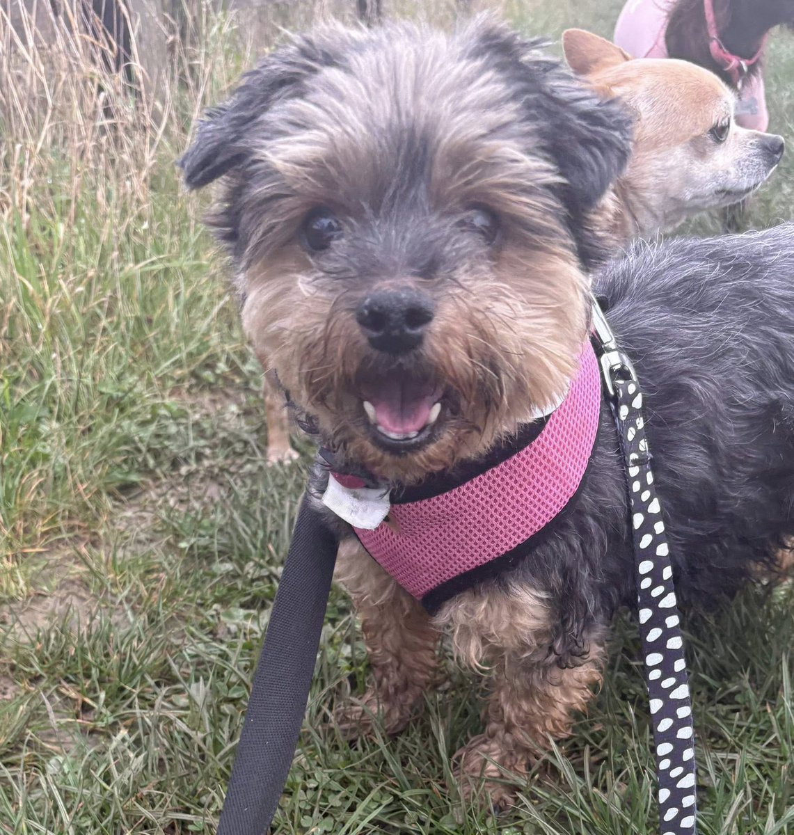 Rescue dogs for rehoming tweet media