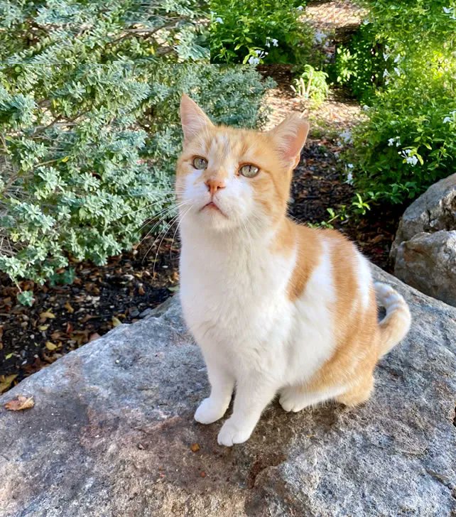 UTSA Annual Giving tweet media