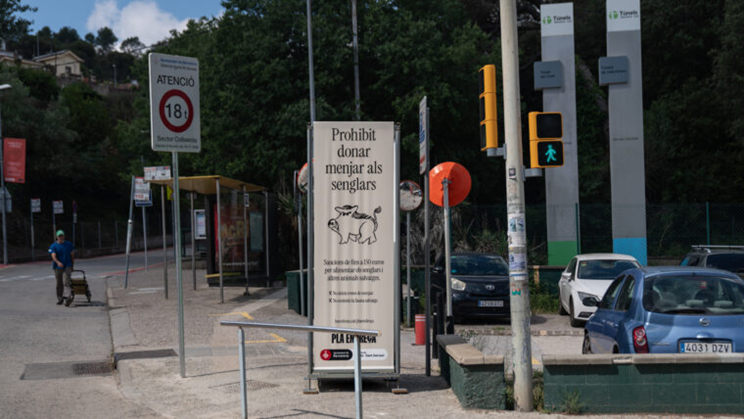 JuanPascual4's tweet photo. 7/ Puede resultar enternecedor ver piaras de jabalíes paseando salvajes por el circuito urbano. Algunos protestan si se pretende controlar estas poblaciones, pero es inaudito que se pongan carteles como este y no se tomen medidas para erradicar una especie del espacio urbano porque no es donde debe estar