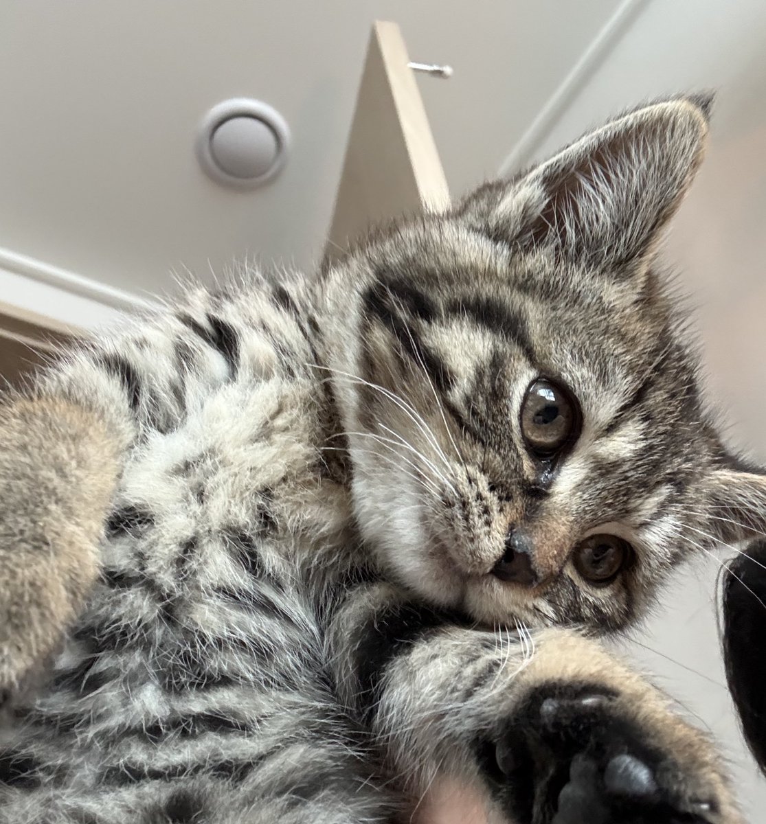 ℂℝ𝔼𝔸𝕄 ℂℍ𝔼𝔼𝔼ℤ𝔼 tweet media