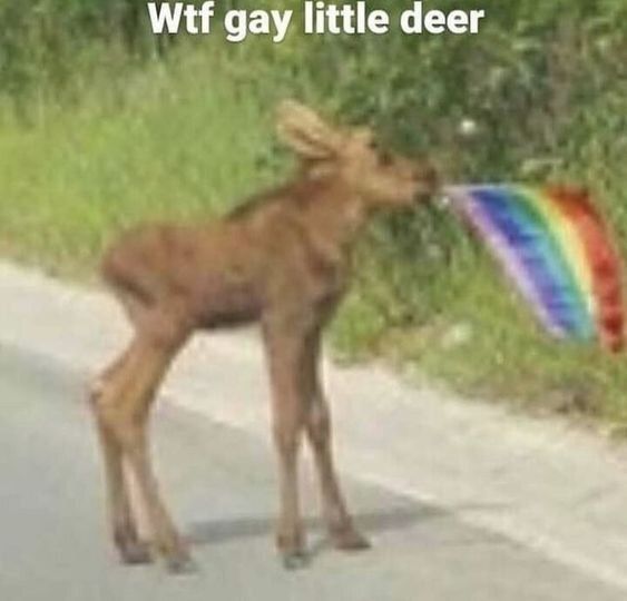 Deer in Places they Shouldn't Be tweet media