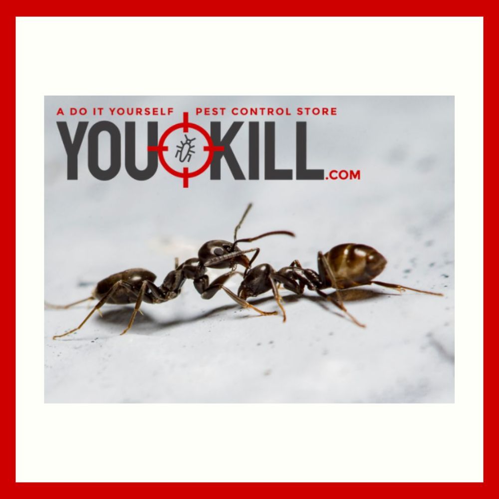 DGreenvill22524's tweet image. Stop ants before they invade your home! Use our highly reliable ant control products to create a barrier they can’t cross. Take action today for instant results! #AntControlProducts
roachcontrolproductsgreer.com