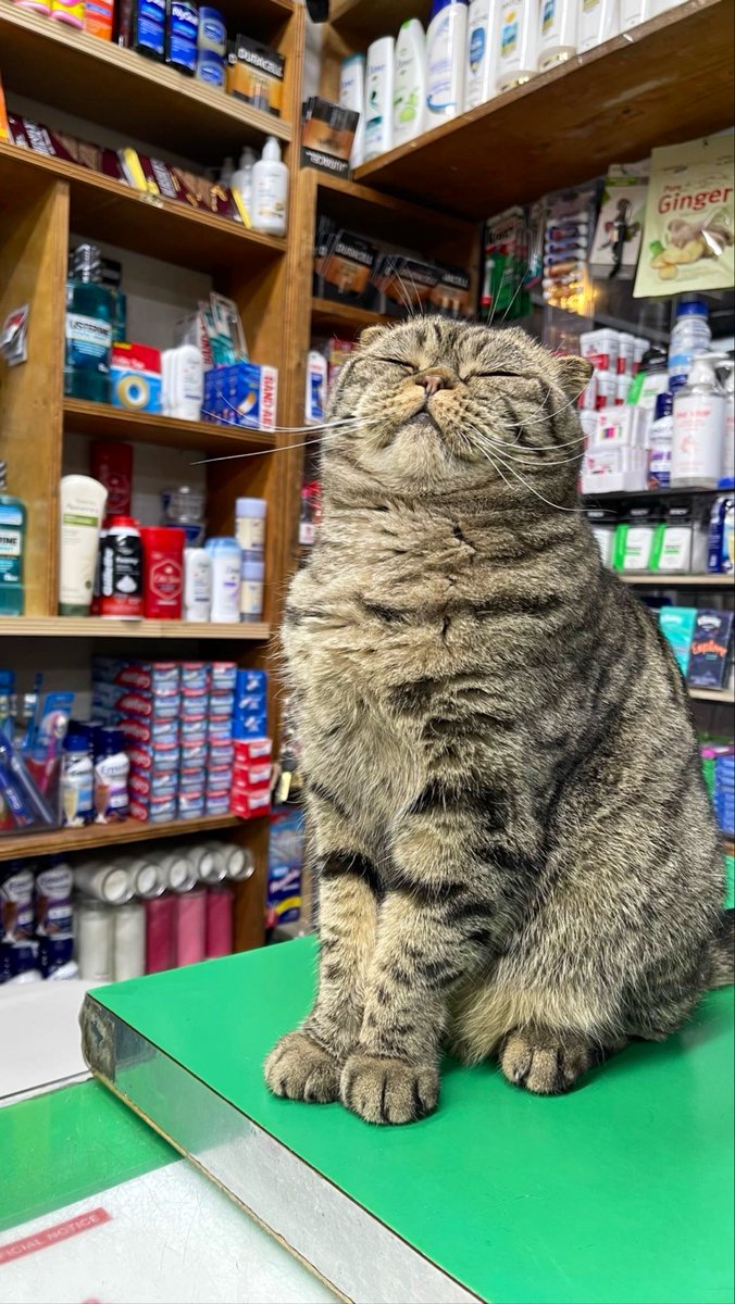 Bodega Cats (@bodegacats_) on Twitter photo 
