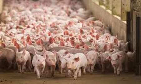 JuanPascual4's tweet photo. 10/ Recordemos lo esencial: no existe vacuna contra la PPA. Ninguna. La única protección real es prevenir. Y eso exige colaboración de todos.
Un sector crítico se la está jugando: puestos de trabajo, recursos, exportaciones, prestigio de país…todo suma y debemos protegerlo https://t.co/i2sSHI3DNy