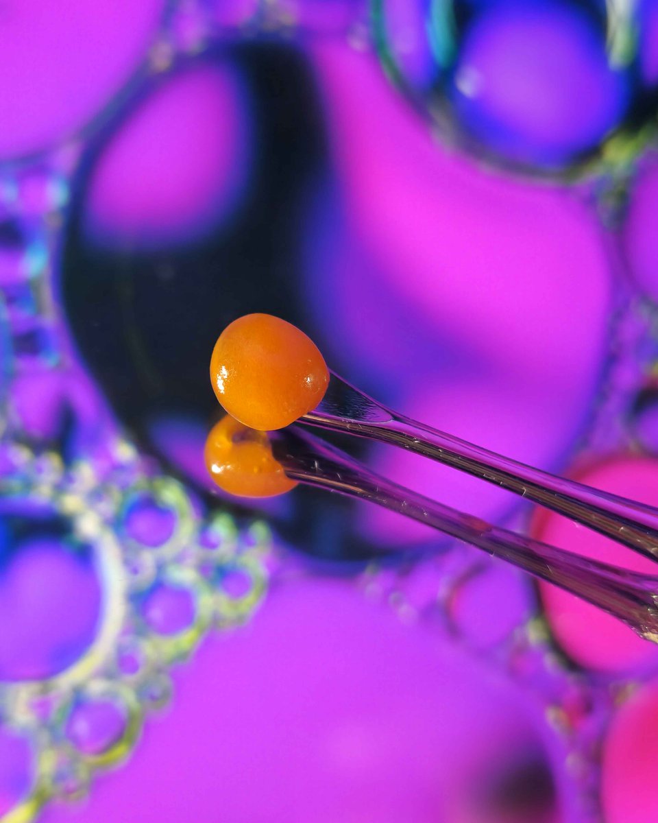 harmonyextracts's tweet image. This Purple Skunk live badder turned out extra saucy and terpy. 🍯 #liveresin #livebadder #dabs