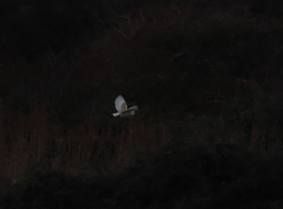 Good visit to Oare Marshes this morning with a Barn Owl first thing,  Firecrest by cottages &amp; a Dartford Warbler near the seawall plus 2 Cattle Egrets on EF &amp; 4 Redpolls near the hide.