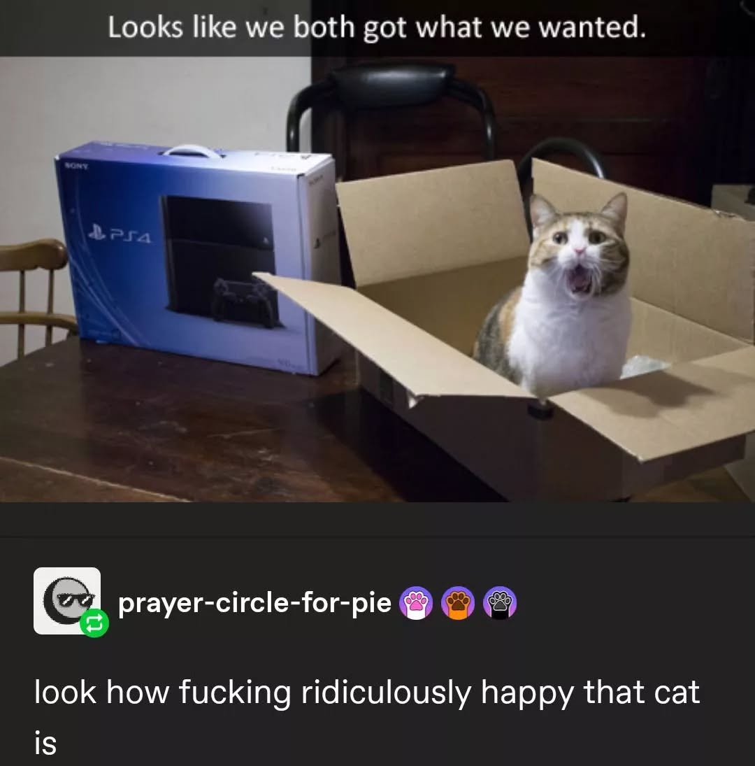 Punch Cat tweet media