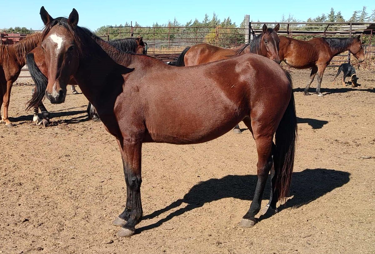 Salvation Wild Mustang Sanctuary tweet media