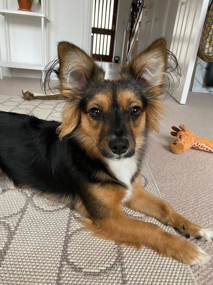 This little munchkin is Piper. Her family have had a baby and unfortunately Piper isn’t coping well with the new arrival. They have tried lots of things but it’s best for Piper to find a new home where she can feel relaxed, sad as her family are. Please no unkind comments. 

The