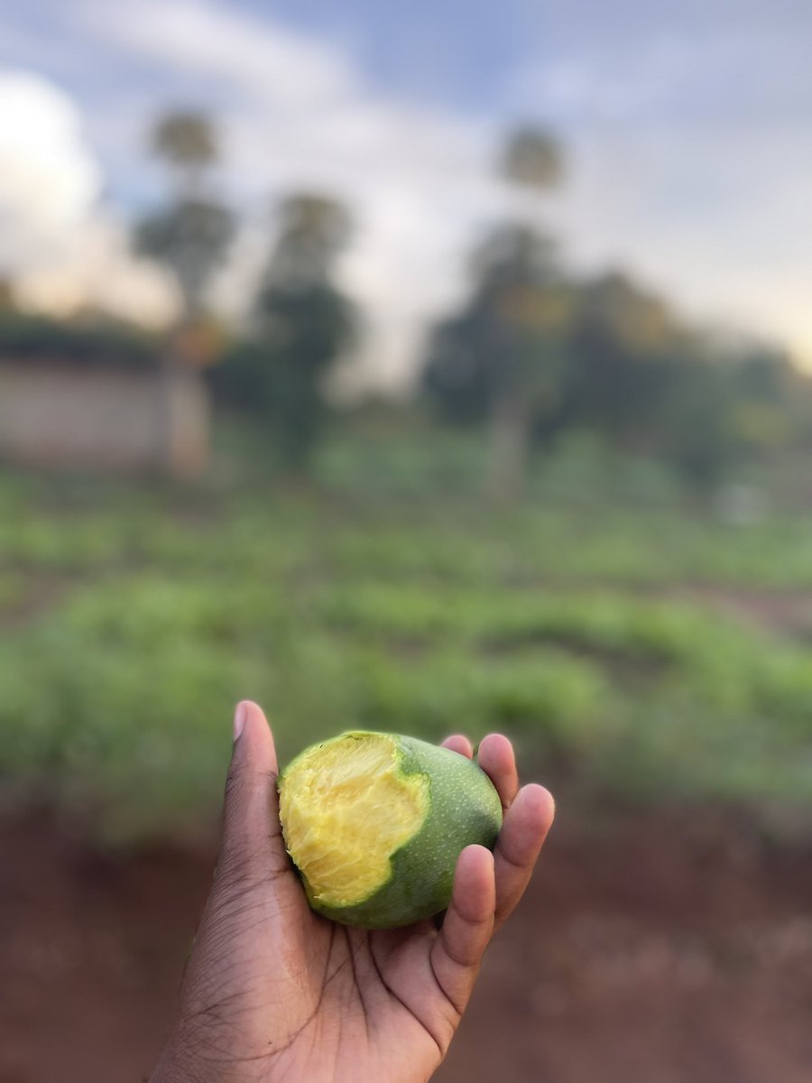 NamwaiElas2000's tweet image. Eating some a mango 🥭 as I check my garden 😊☺️