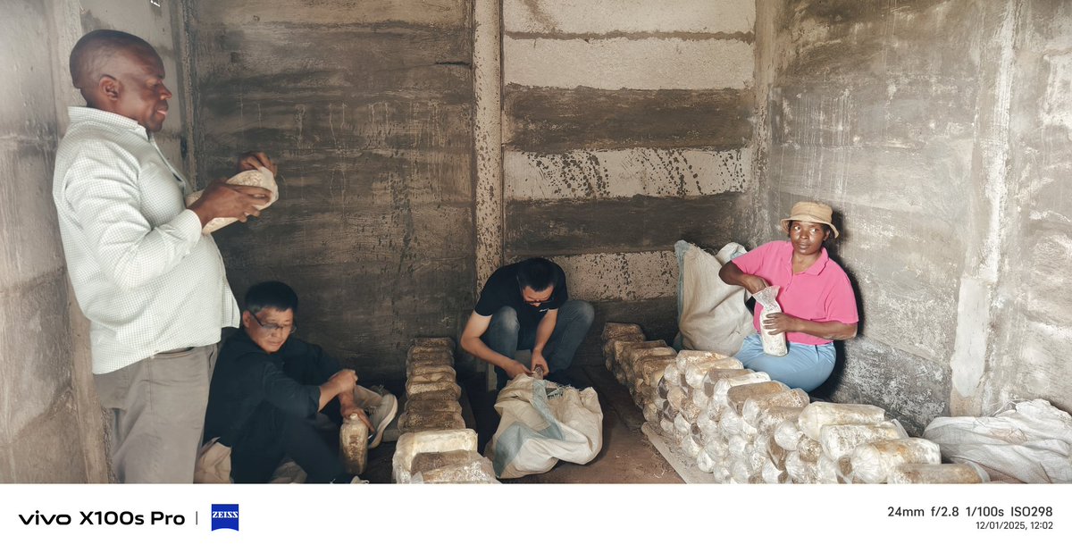 CHINA-AID JUNCAO TECHNOLOGY PROJECT IN ZIMBABWE tweet media