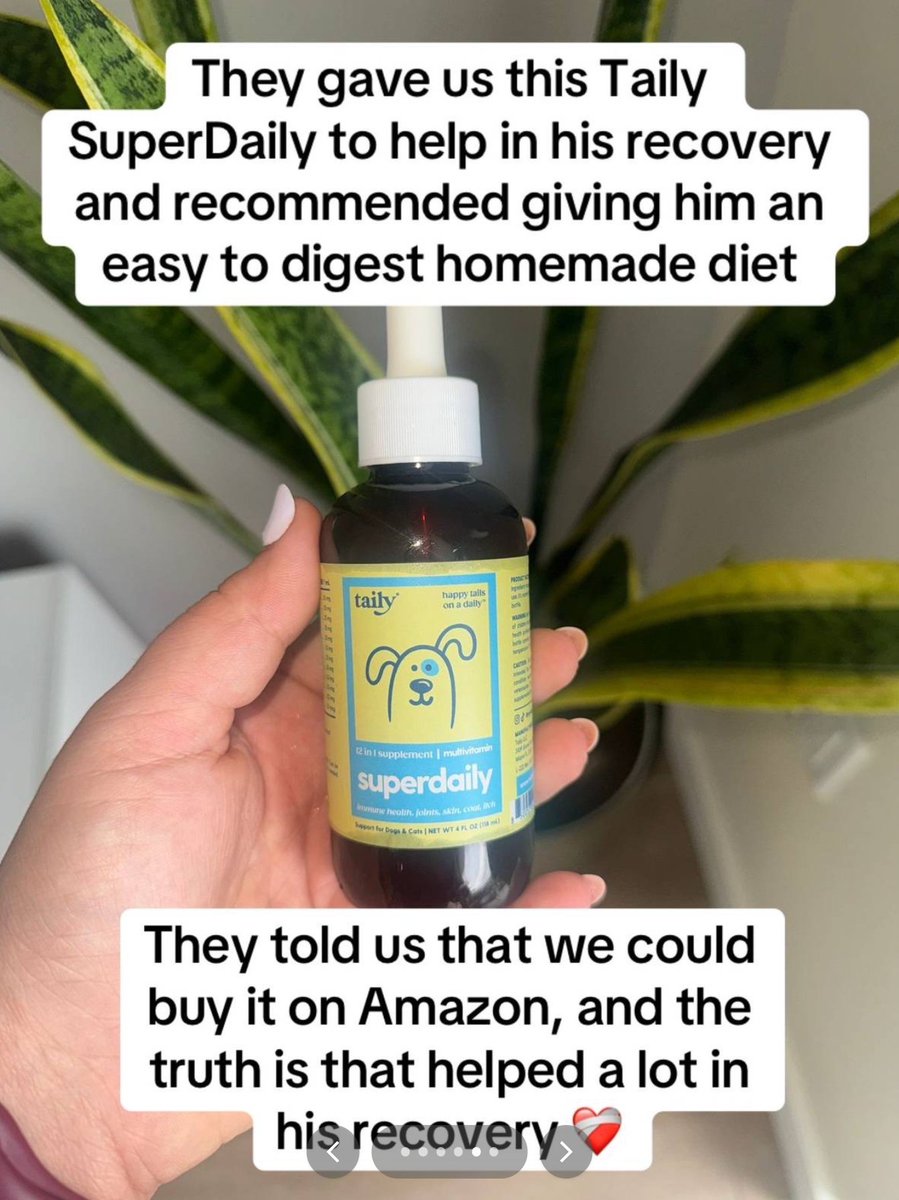 iamgdsa's tweet image. worry not, they got him Taily SuperDaily and he&apos;s safe now