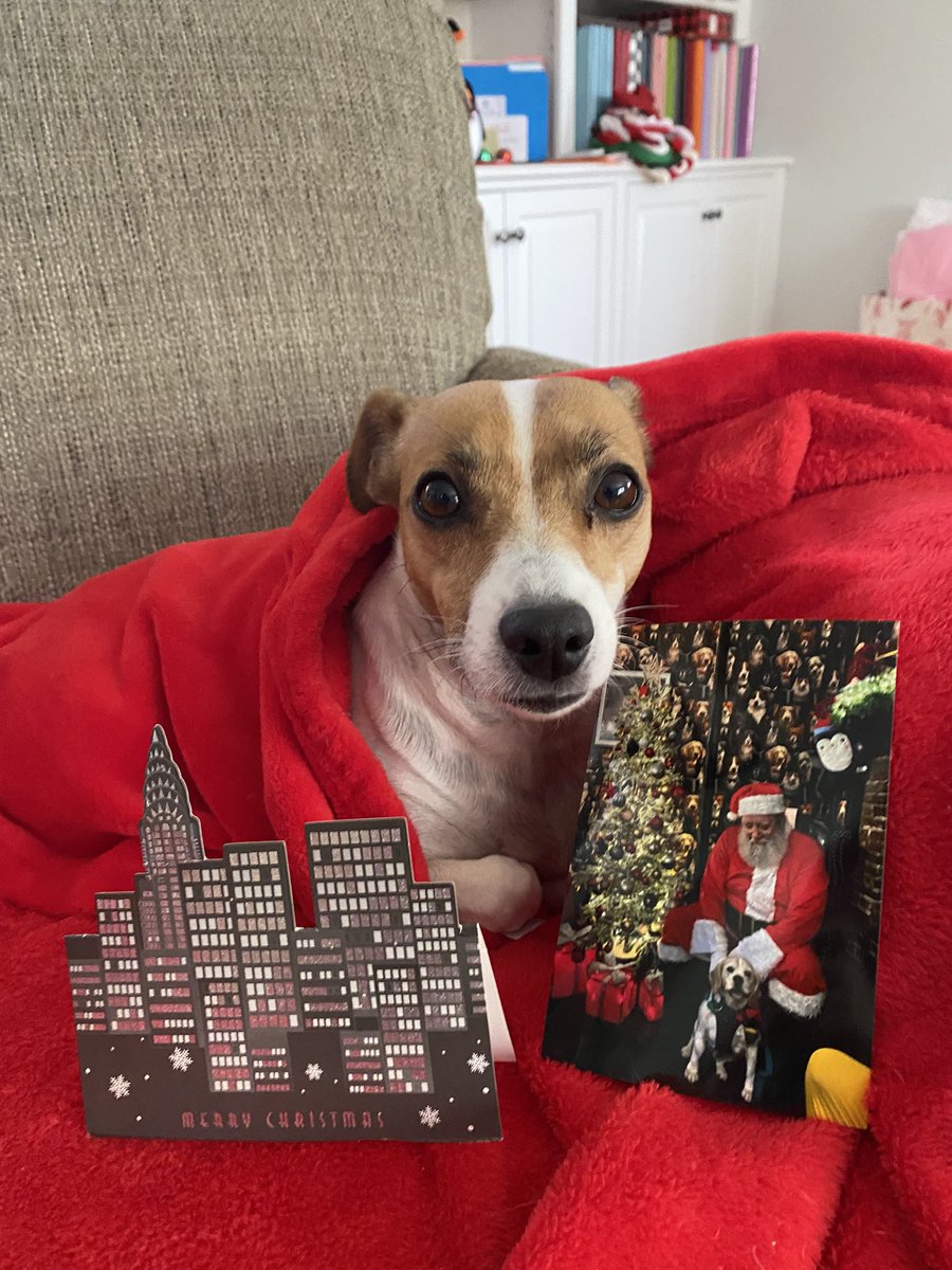 #PupMail📬 #ChristmasCard #dogs #dogsoftwitter #ZSHQ #DogsofX #BabyBea 📬🌠
All the way from UK! 🇬🇧 ❤️💚Pawesome card &amp; pic from Herbie &amp; Miss B <a href="/HerbieOf/">Herbie - adventures of a Beagle rescue pup</a> ! We love it &amp; YOU! 🎄💒⛄️❄️