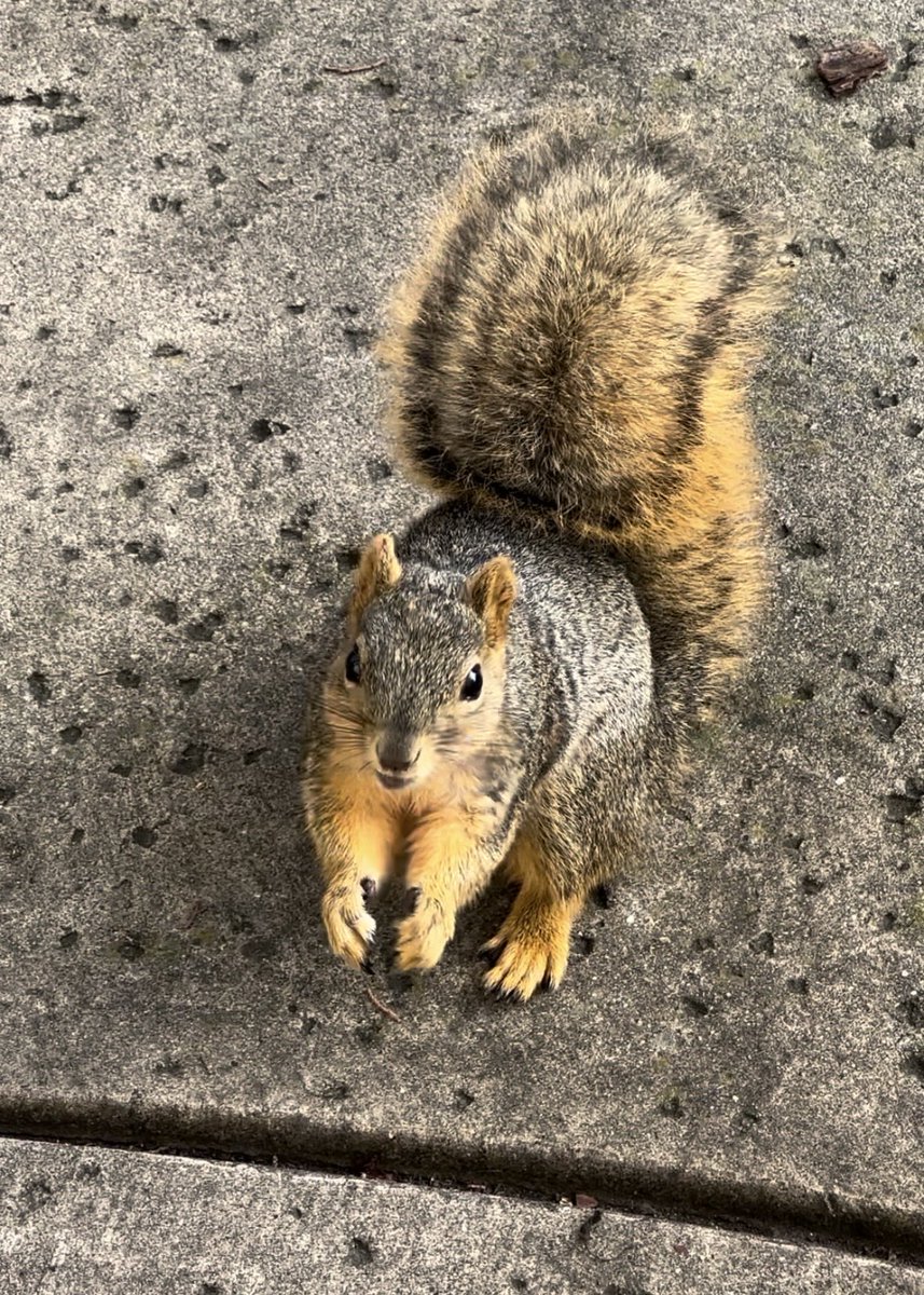 Squirrel Buzz tweet media