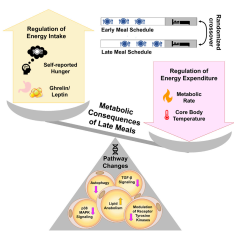 🕦🍲La hora de las comidas importa: comer tarde aumenta el hambre, disminuye el gasto energético y modifica las vías metabólicas en adultos con sobrepeso y obesidad. 
pubmed.ncbi.nlm.nih.gov/36198293/