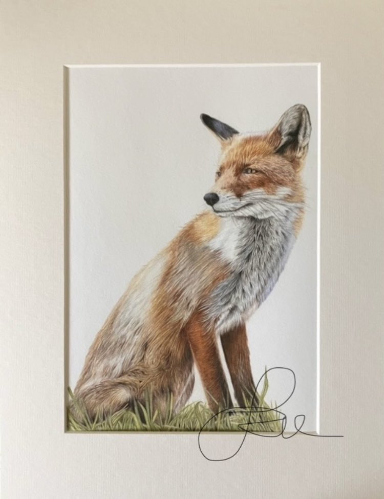studio22artz's tweet image. Sharing a couple of my fox drawings which are available on my website as Giclee prints. #art #drawing #foxes