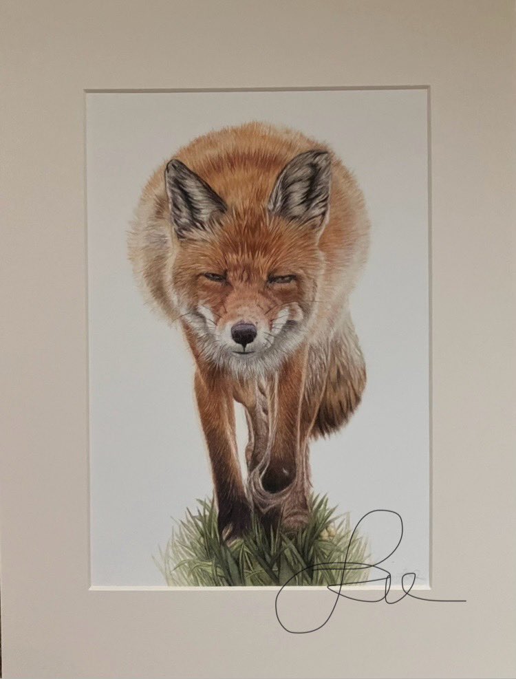 studio22artz's tweet image. Sharing a couple of my fox drawings which are available on my website as Giclee prints. #art #drawing #foxes