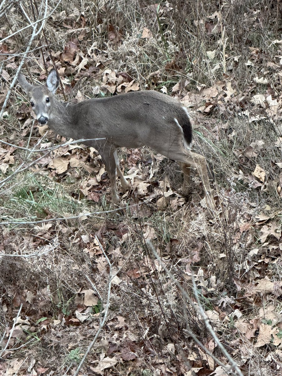 darrylworley's tweet photo. My daughter was an awesome wildlife photographer this morning. We saw a nice little buck too but he did not meet her standards. She is definitely spoiled and the best hunting buddy ever!! #daughter #hunting #deer #family https://t.co/NSDTFJfCDy