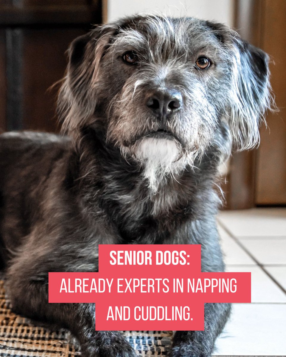 Miranda Lambert's MuttNation tweet media