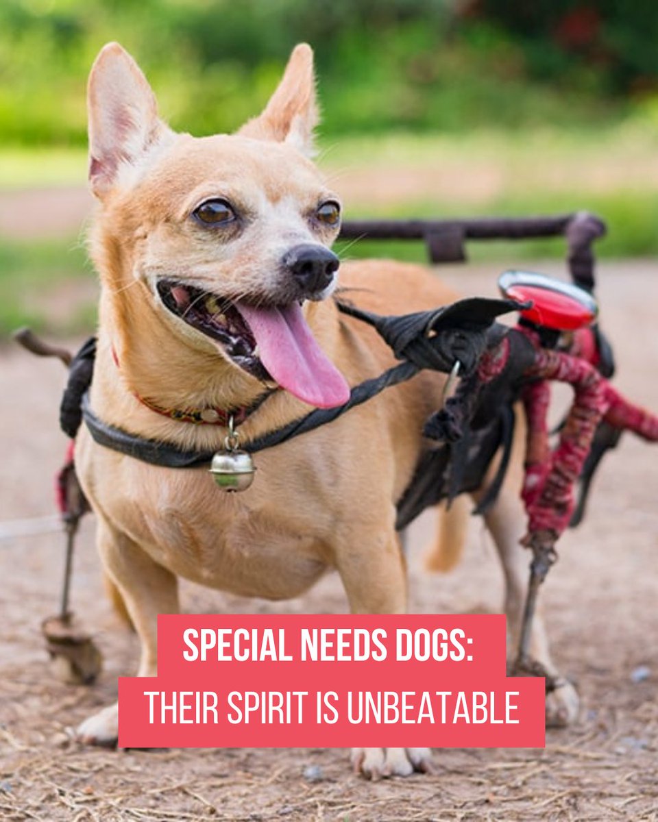 Miranda Lambert's MuttNation tweet media