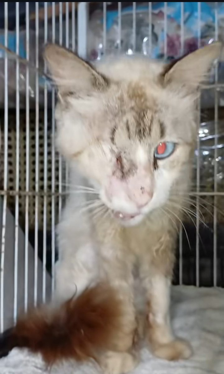 LaikaVitae's tweet photo. Samuel foi resgatado pela Ong Laika Vitae com 1 fratura na mandíbula, hj ele se alimenta com ração, mas é bem mais fácil com patê ou sachê, se você puder doar qualquer valor para o pix: 21977188000100 ou compartilhe, nosso Samuel e nós da Laika Vitae agradecemos muito
#laikavitae https://t.co/3DKcoTchi1