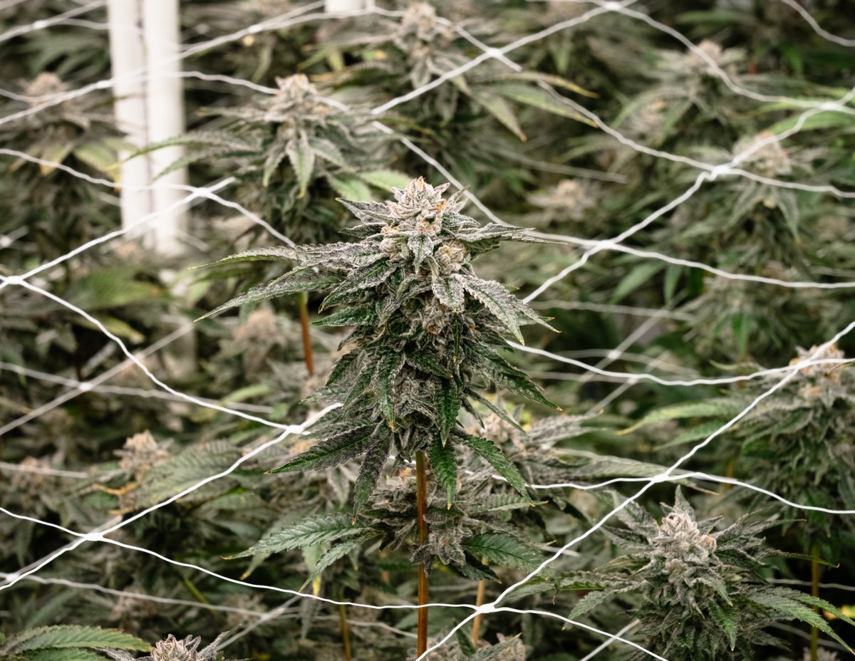 thepassdotco's tweet photo. There are some new genetics coming down the pike! 🍃 https://t.co/fNM1x4kX2n