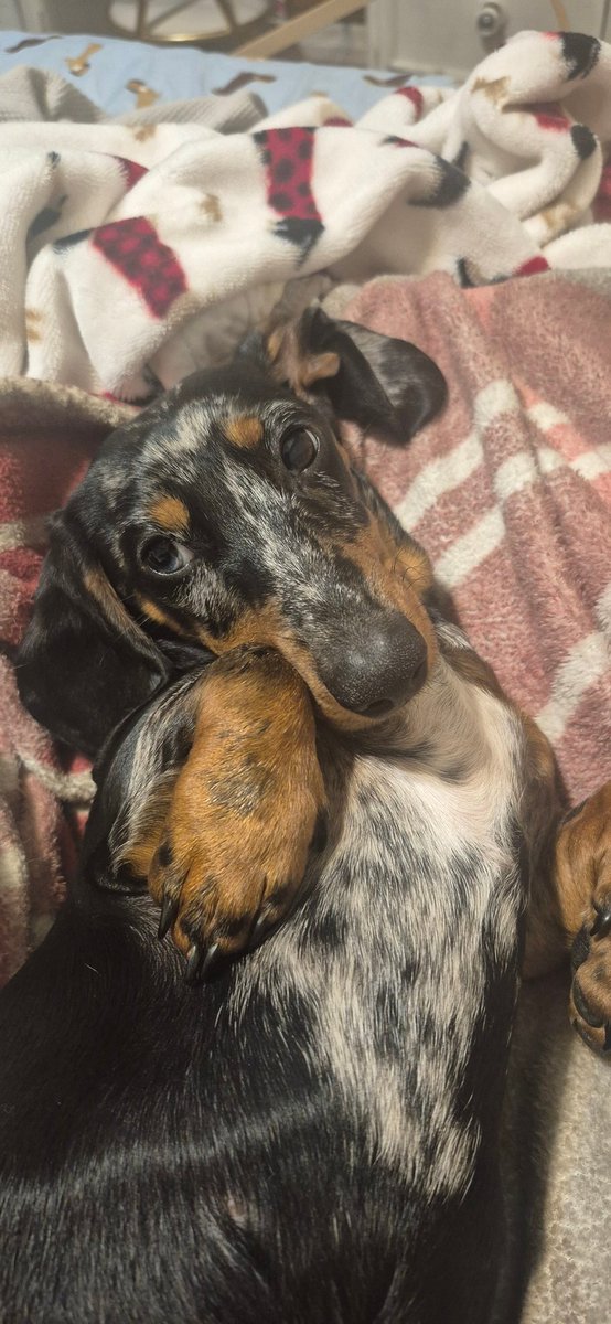 dcw7295's tweet photo. Oscar, who is Harlow's 7 month old little brother, wants to thank everyone that is helping his sister.  He misses her very much.  If you can donate or share Harlow's link, it would be greatly appreciated. Link below and in my bio.

https://t.co/nZUUcVGAHU https://t.co/UQNpRcCBCD